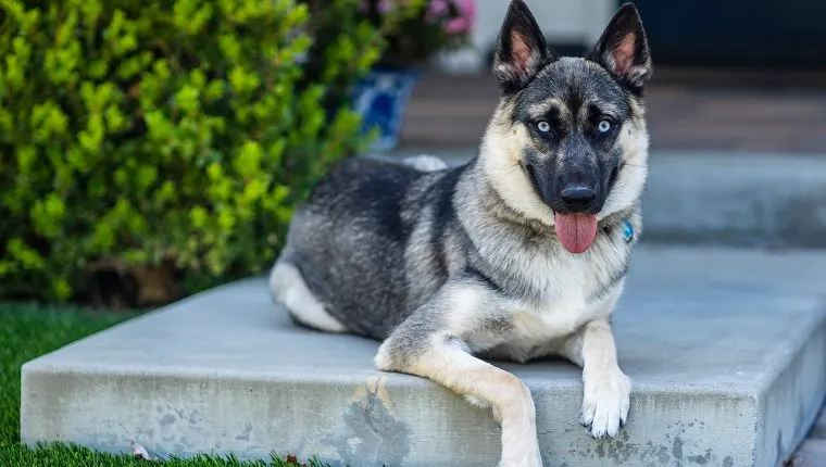 Gerberian Shepsky